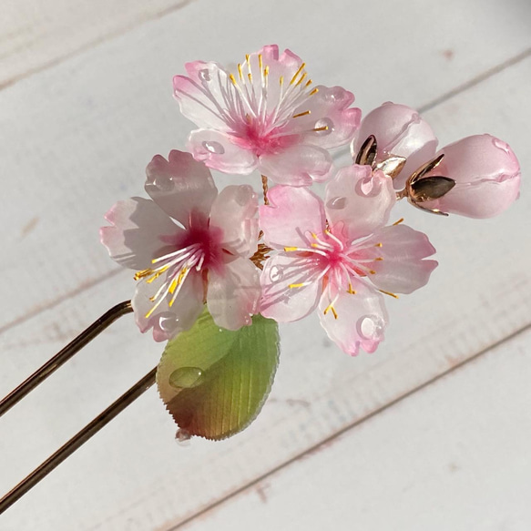 ソメイヨシノ桜のかんざし 朝露付き 1枚目の画像