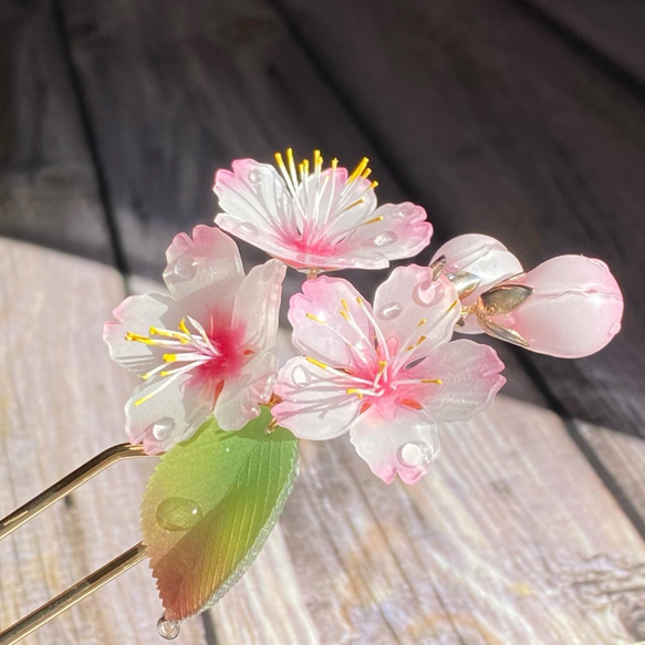 ソメイヨシノ桜のかんざし 朝露付き 5枚目の画像