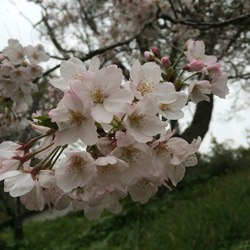 桜染めストール シルク 桜ハンドメイド2024 6枚目の画像