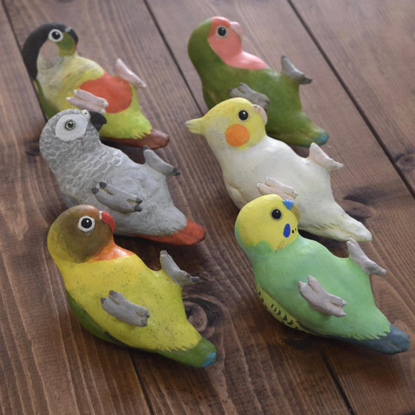 背面長尾小鸚鵡順序 第4張的照片