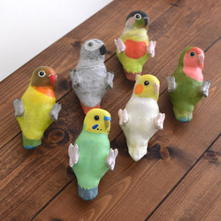 背面長尾小鸚鵡順序 第5張的照片