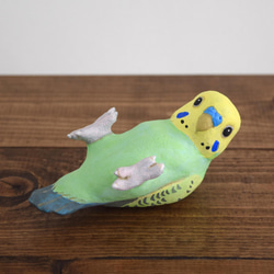 背面長尾小鸚鵡順序 第7張的照片