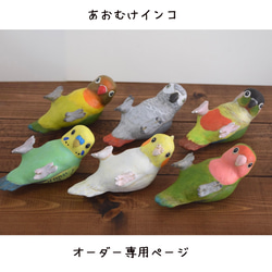 背面長尾小鸚鵡順序 第1張的照片