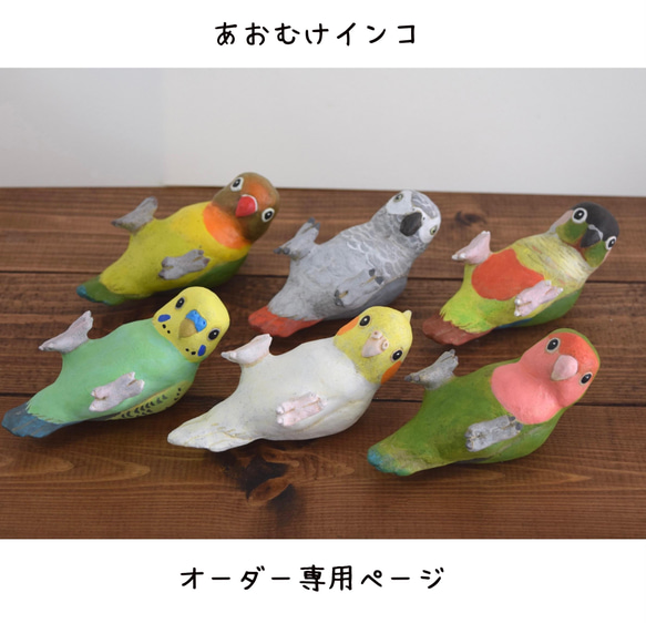 背面長尾小鸚鵡順序 第1張的照片