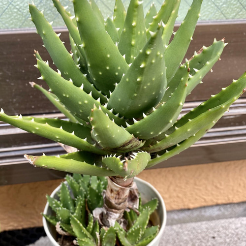 アロエ抜き苗 多肉植物 skay 通販 13501313｜Creema(クリーマ)