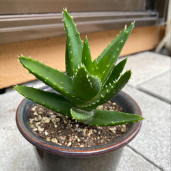 アロエ抜き苗 多肉植物 skay 通販 13501313｜Creema(クリーマ)