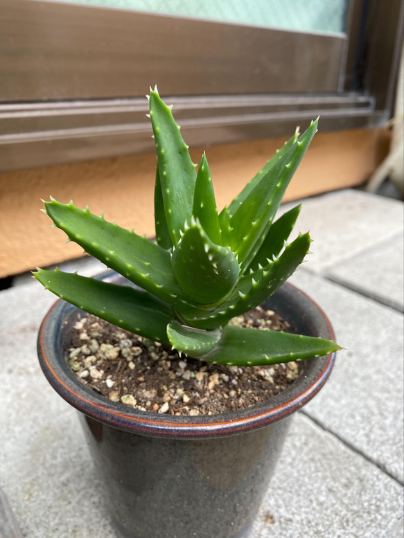 アロエベラ 抜き苗 2つ アロエベラ 抜き苗 - メルカリ