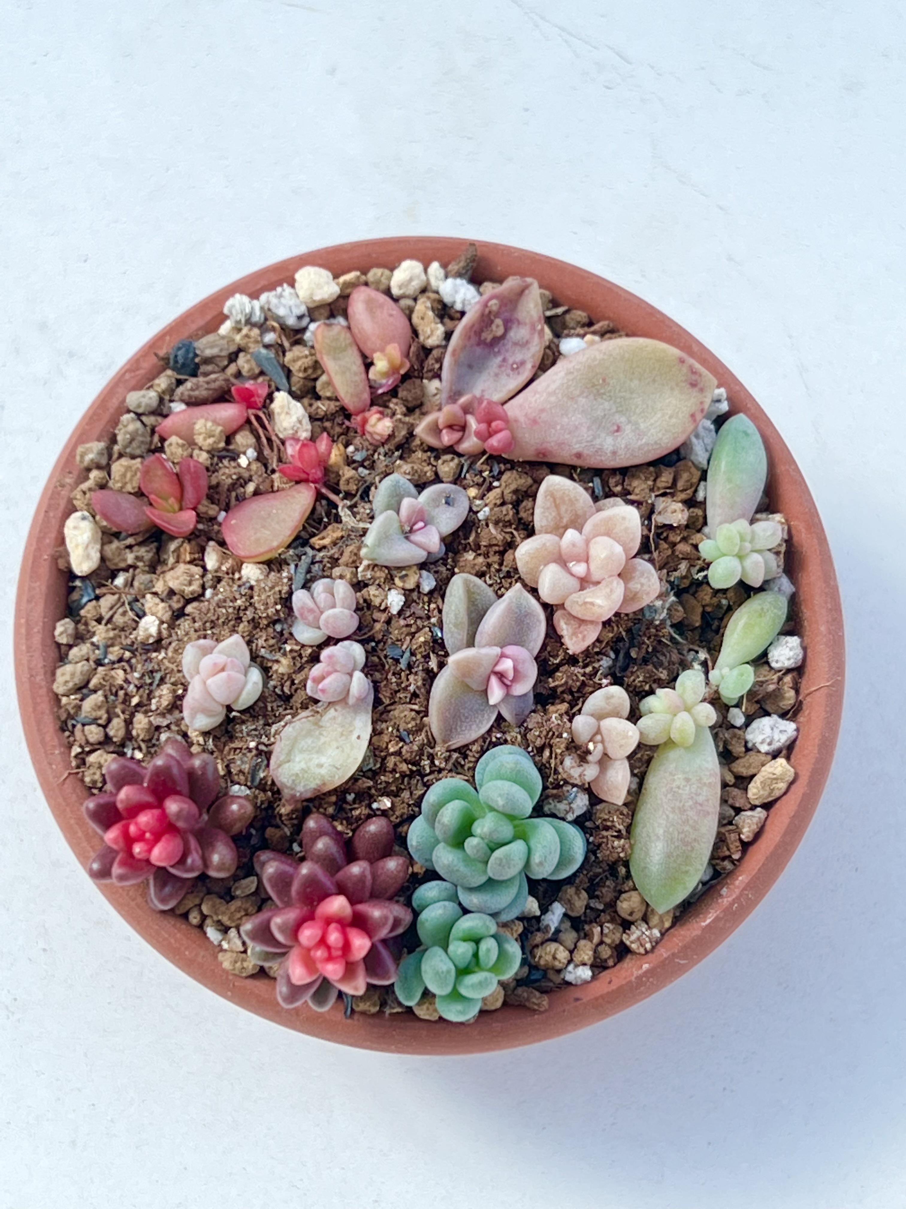 多肉植物  レア品種 Let's Be 多肉植物 レア品種 Let's Be 【公式通販】