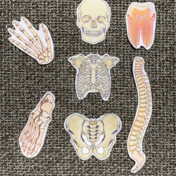 人体シール【臓器集合】　通常版と透明版のパック 3枚目の画像
