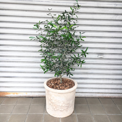 オリーブの木,た植物/観葉植物 エルグレコ『綺麗な樹形。樹高㌢』 観葉植物/オリーブ エルグレコ 高さ約80cmプラスチック鉢（原産地