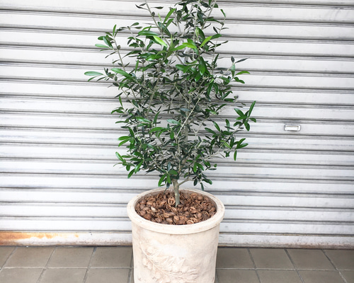 オリーブの木,た植物/観葉植物 エルグレコ『綺麗な樹形。樹高㌢』 オリーブ・エルグレコの育て方 | 観葉植物・お花の通販 AND