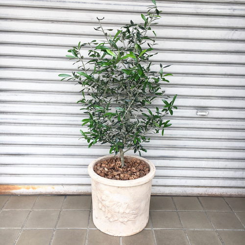 オリーブの木,た植物/観葉植物 エルグレコ『綺麗な樹形。樹高㌢』 樹形良好♡ オリーブの木 エルグレコ アンティーク鉢 その他インテリア