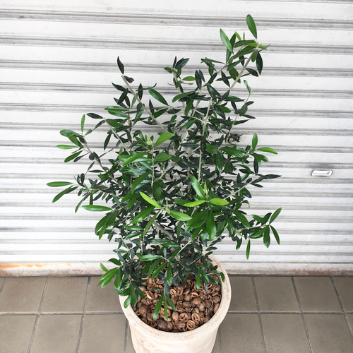 樹形良好♡ オリーブの木 エルグレコ アンティーク鉢 その他