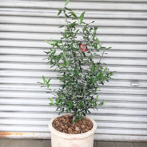 オリーブの木　約107㎝　エルグレコ IMG_9756_1800x1800.jpg?v=