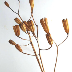 山ユリの種殻 ドライフラワー nyao-mery 通販 13503377｜Creema(クリーマ)