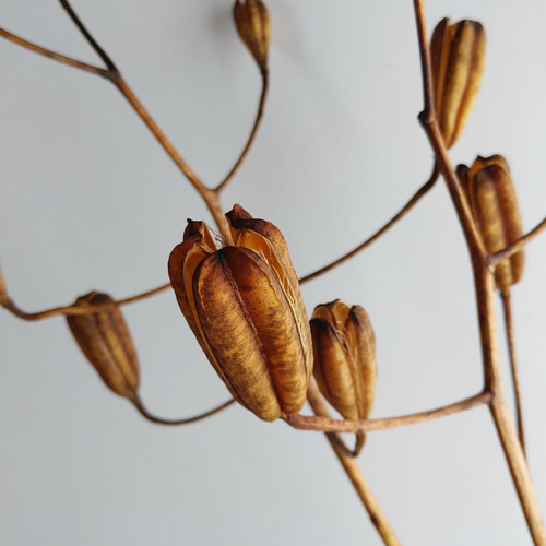 山ユリの種殻 ドライフラワー nyao-mery 通販 13503377｜Creema(クリーマ)