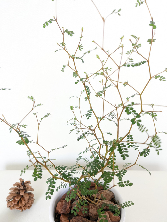 〘送料無料〙メルヘンの木　ソフォラ・リトルベイビー　観葉植物　引っ越し祝い　癒やし 5枚目の画像
