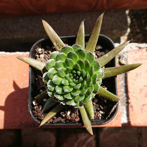 爪蓮華 抜き苗 多肉植物 （爪蓮華♪抜き苗 観葉植物）