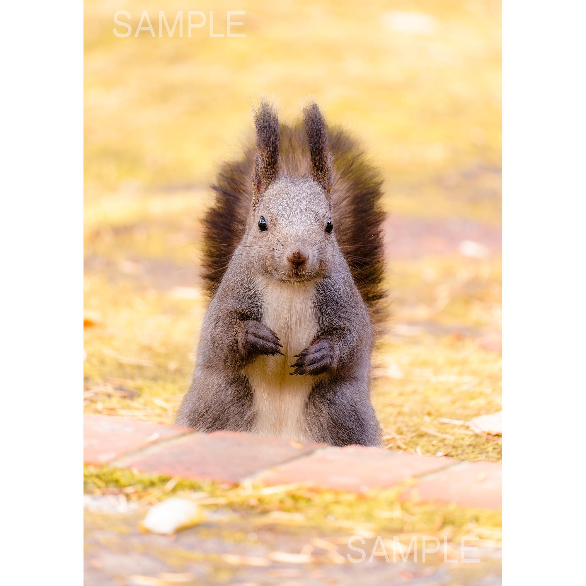 2L写真】秋のかわいいエゾリス。北海道動物フォト 写真・グラフィック