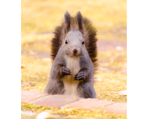北海道の可愛い動物 A4写真プリント ガラス入り額装 ～花畑のエゾリス～ a51112f1868811e1fd6d8f2d74ef41