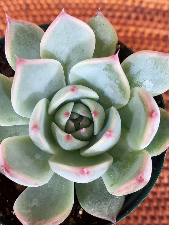 桃太郎錦　激レア　札付き　エケベリア　桃太郎 楽天市場】多肉植物 skエケベリア 桃太郎 多肉植物 エケベリア