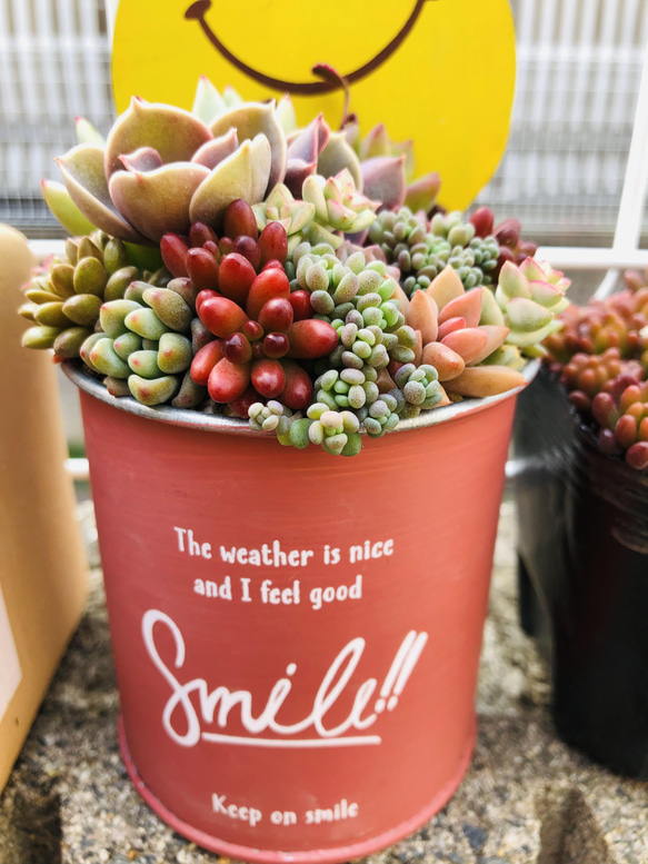 多肉植物寄せ植え♡♡モリモリ寄せ植え♡♡ Amazon.co.jp: カラフル＆モリモリ多肉植物寄せ植えセット⑨