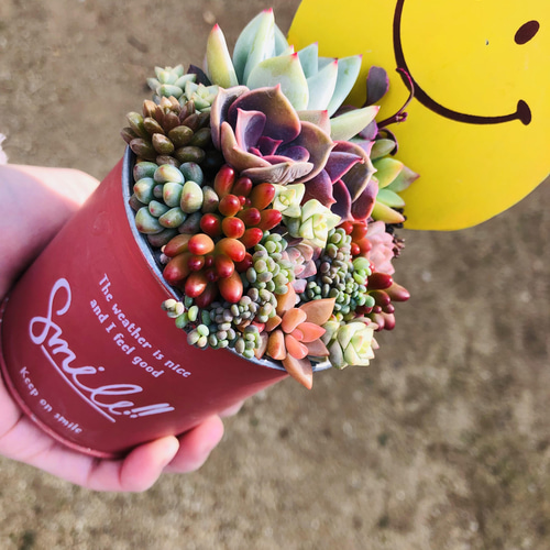 スマイルブリキ缶にもりもり寄せ〜 多肉植物 多肉植物寄せ植え 多肉