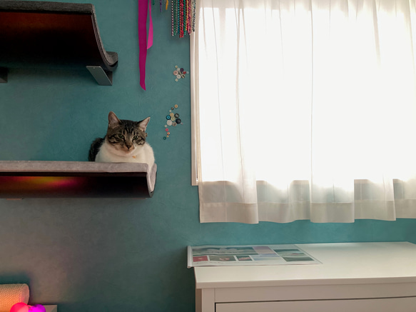 【空飛ぶ猫】シェルフB（メープル x Bダークグレー）北欧 壁 猫ベッド シェルフ リフォーム 10枚目の画像