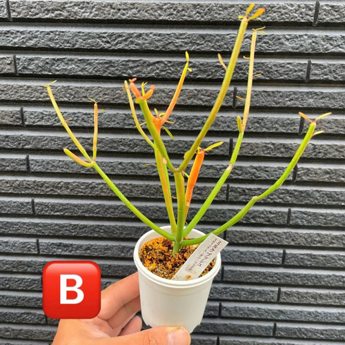 ♦︎ユーフォルビア✳️ミルクブッシュ✳️スティックオンファイヤー 