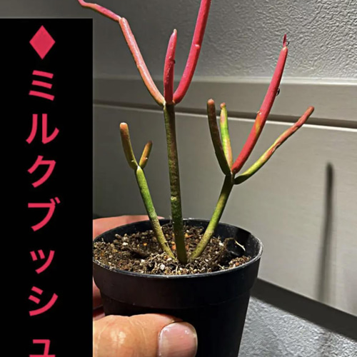 ミルクブッシュちゃん♪専用 | cliniquefatemaalazhar.com