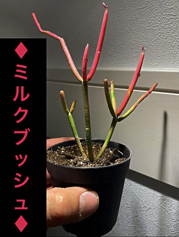 ♦︎ユーフォルビア✳️ミルクブッシュ✳️スティックオンファイヤー 