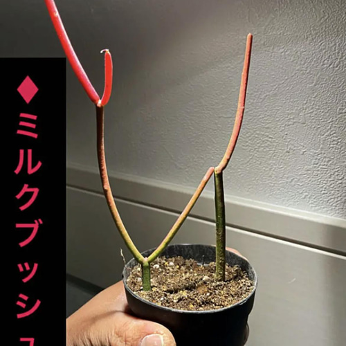 ♦︎ユーフォルビア✳️ミルクブッシュ✳️スティックオンファイヤー 