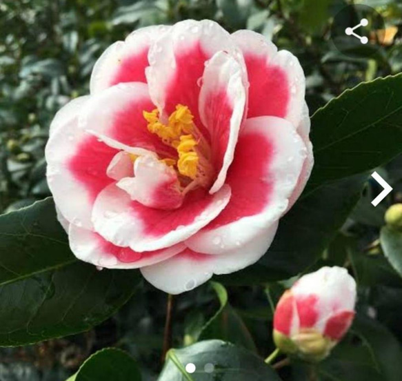 椿　友の浦　白覆輪の美しい品種　茶花としても重宝 80cm位  年数へた大株 1枚目の画像