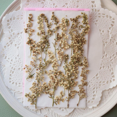 押し花チンシバイ15本 その他素材 花mizuki 通販 13513261｜Creema