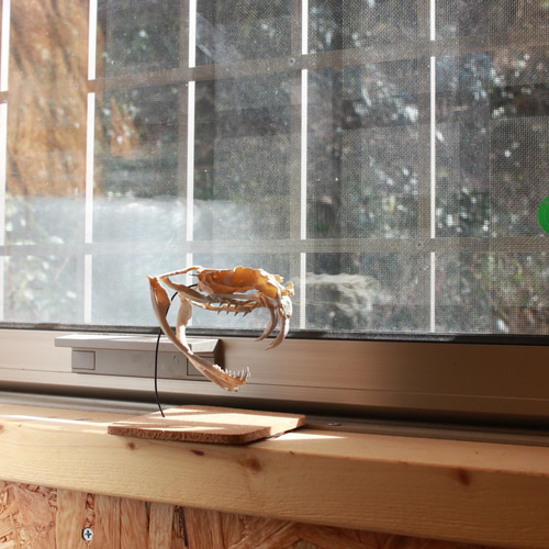 受注生産】ガラガラヘビ頭骨模型【台座付き】 その他置物 アンフィ合同