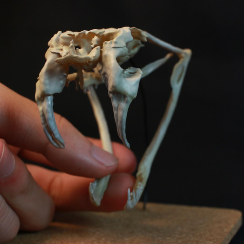 ガラガラヘビ様 Amazon.co.jp: SN Incorp.ガラガラヘビエッグいたずら封筒