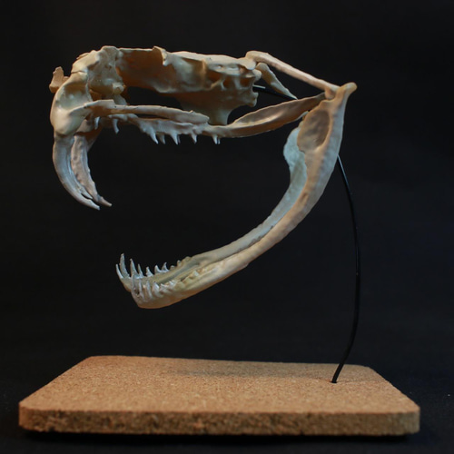 ガラガラヘビ様 Amazon.co.jp: SN Incorp.ガラガラヘビエッグいたずら封筒