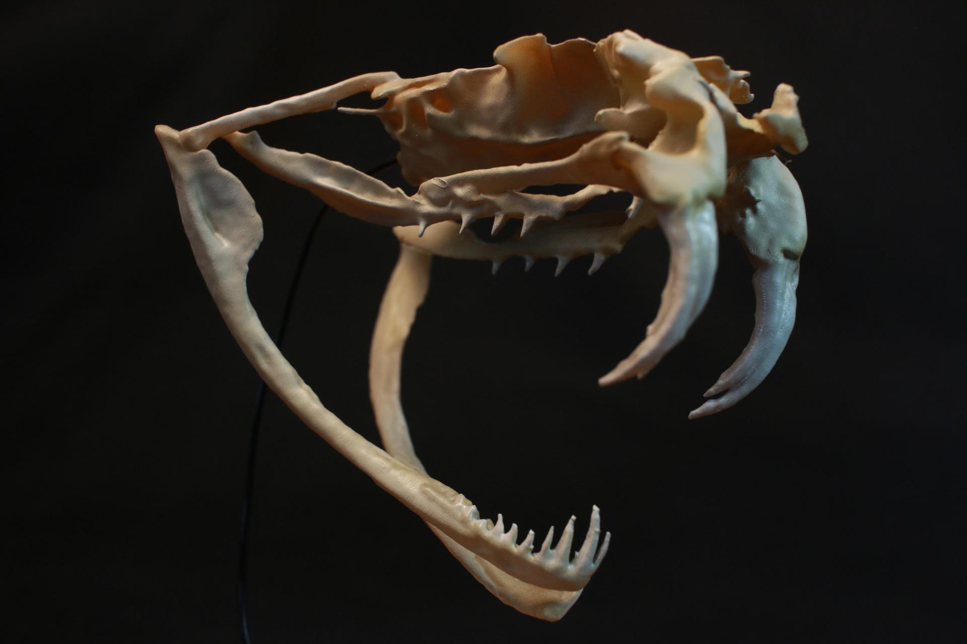 【受注生産】ガラガラヘビ頭骨模型【台座付き】