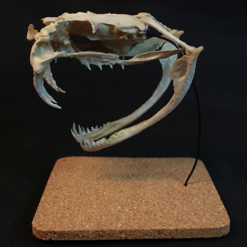 受注生産】ガラガラヘビ頭骨模型【台座付き】 その他置物 アンフィ合同