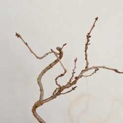 インテリア盆栽「桜-八重の輝」 7枚目の画像