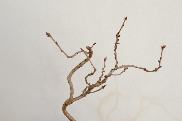 インテリア盆栽「桜-八重の輝」 7枚目の画像
