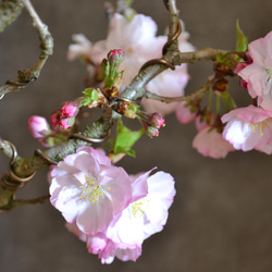 インテリア盆栽「桜-八重の輝」 4枚目の画像