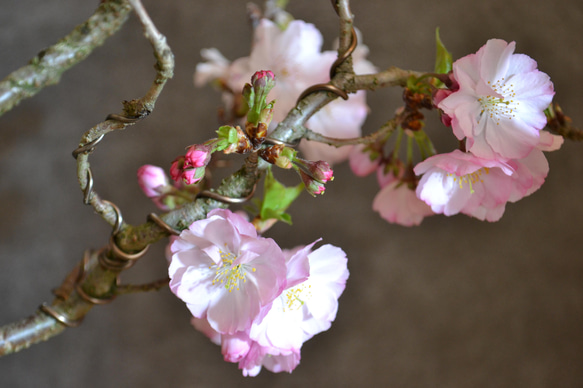 インテリア盆栽「桜-八重の輝」 4枚目の画像