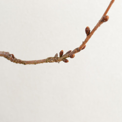 インテリア盆栽「桜-八重の輝」 8枚目の画像
