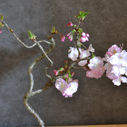 インテリア盆栽「桜-八重の輝」 2枚目の画像