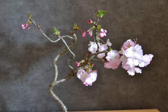 インテリア盆栽「桜-八重の輝」 2枚目の画像