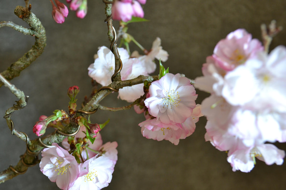 インテリア盆栽「桜-八重の輝」 3枚目の画像