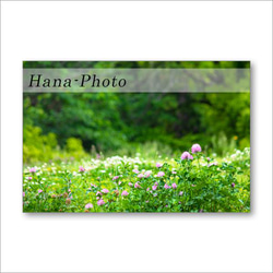 1513）花のある風景　　　 ポストカード5枚組 2枚目の画像