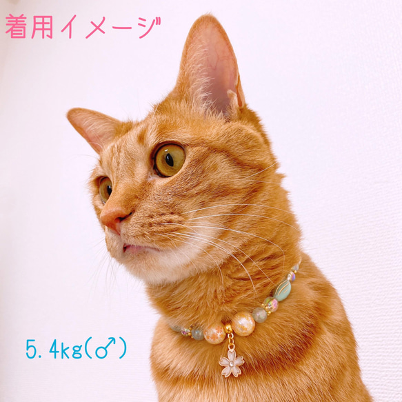 猫の首輪 春 桜エメラルドグリーンビーズ✨ネックレス首輪♡桜チャーム 8枚目の画像