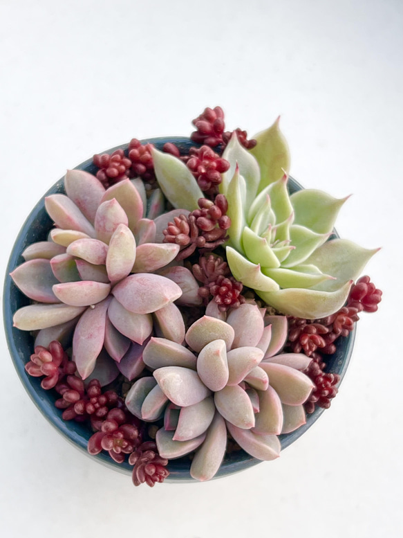 多肉植物の盛り合わせ11種類 葉挿しセット寄せ植え （No.681 多肉植物 